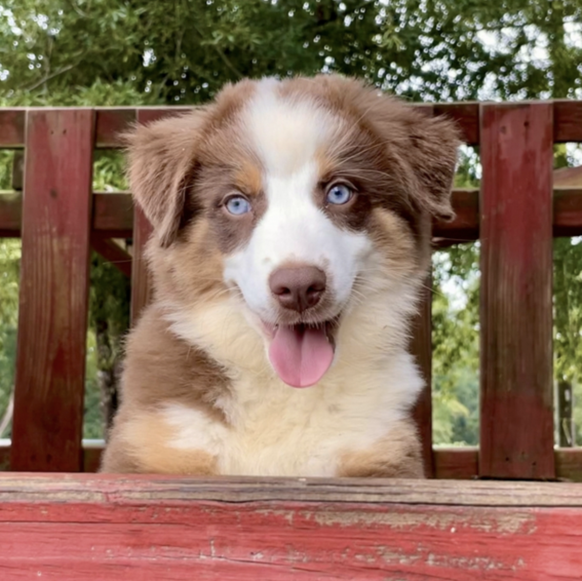comprar cachorros sanos, baratos y asequibles para la venta